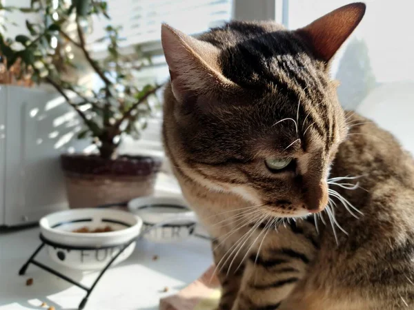 Meine Katze Sitzt Ganz Sonnenlicht Auf Einem Fensterbrett — Stockfoto