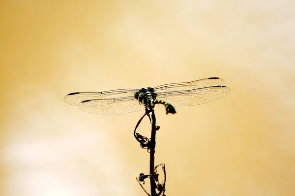 Primo Piano Libellula Con Sfondo Sfocato Libellula Ramoscelli Con Macro — Foto Stock