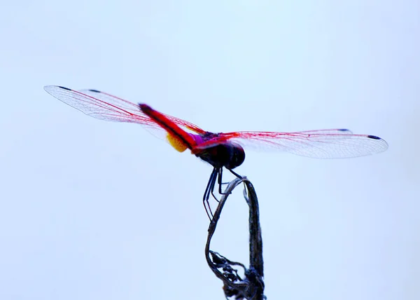 Close Dragonfly Blurred Background Dragonfly Twigs Macro Photo — Stock Photo, Image