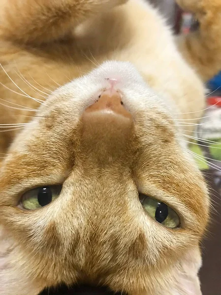 Kedi Altın Gölgeli Yüzü Kameraya Çevrilmiş Rahat Kedi Kameraya Bakıyor — Stok fotoğraf