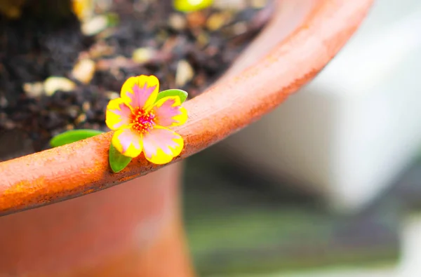 Portulaca Grandiflora Hook Nebo Sun Závod Detailní Záběr — Stock fotografie