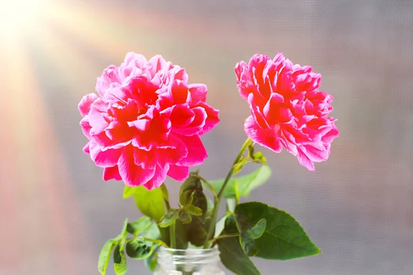 Damask rose red rose pink It is beautiful and the flower has medicinal properties.