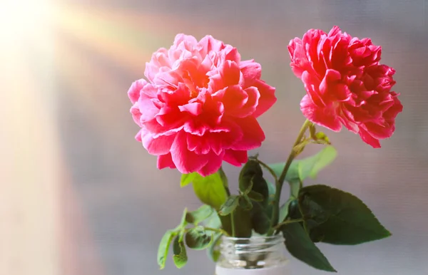 Damask Τριαντάφυλλο Κόκκινο Τριαντάφυλλο Ροζ Είναι Όμορφο Και Λουλούδι Έχει Εικόνα Αρχείου