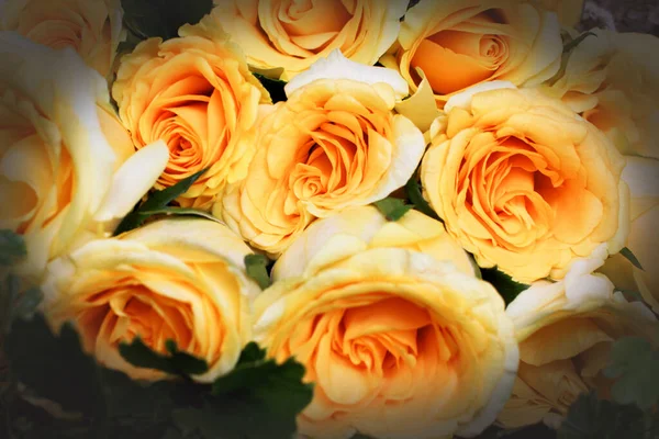 Bouquet of Yellow Roses, Fresh Natural Bouquet Close-up photos.