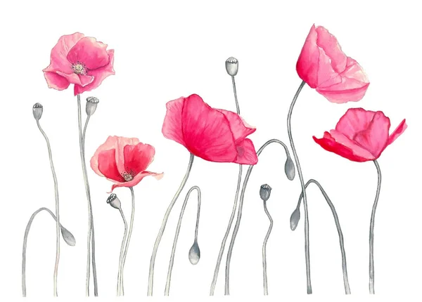 水彩画适用于夏季设计的粉色罂粟花 其灰色茎与白色背景隔离 — 图库照片