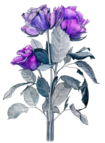 Gri saplı ve beyaz izole arkaplanda yapraklı üç mor gülden oluşan güzel suluboya.