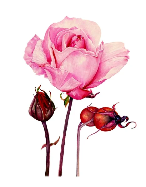 Pembe yazın suluboya çizimi beyaz izole arka planda izole edilmiş hasat ve tomurcuk tasarımı için yükseldi