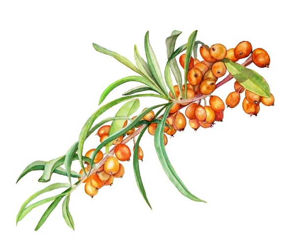 Sağlıklı yaşam ve tasarım arkaplanı için güzel turuncu deniz dikenlerinin suluboya çizimi