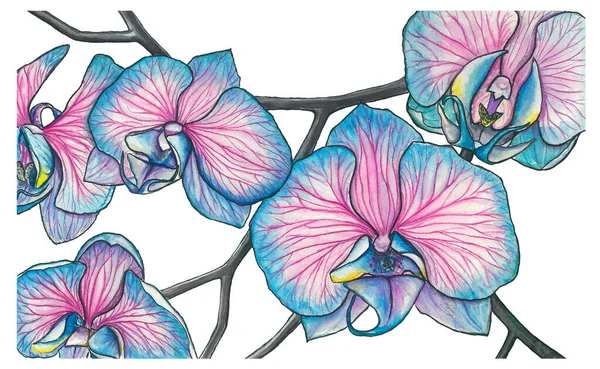 Beyaz izole edilmiş arkaplanda mavi orkidelerin suluboya çizimi