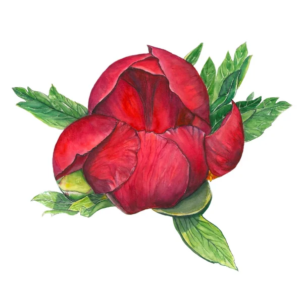 Beautiful watercolor illustration of red peony on white isolated background — Stock Photo, Image