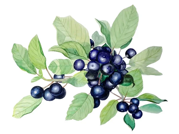 Aquarela botânica ilustração de bagas de floresta azul escuro no fundo isolado branco . — Fotografia de Stock