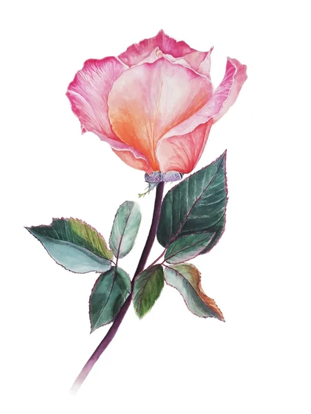 Aquarell Illustration von rosa Rose mit bunten Stielen und Blättern isoliert auf weißem Hintergrund — Stockfoto