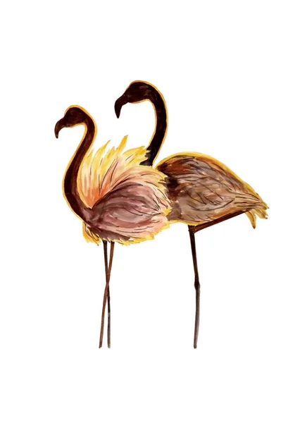 İki güzel gün batımı flamingosunun suluboya çizimi beyaz yalıtılmış arka planda aşık