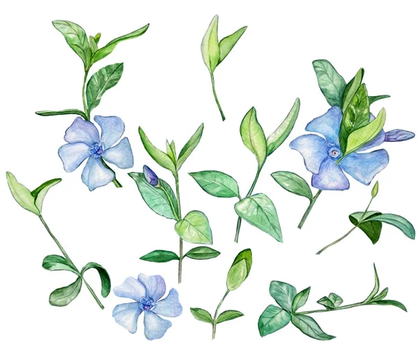 Ilustração aquarela de belo periwinkle azul com folhas para design em fundo isolado branco — Fotografia de Stock