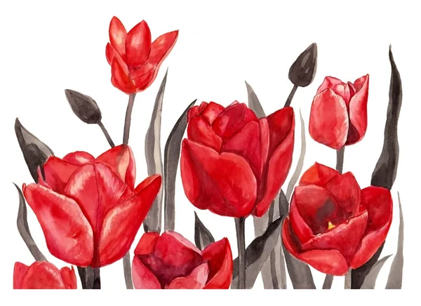 Ilustração aquarela de belas tulipas vermelhas com folhas no fundo isolado branco — Fotografia de Stock