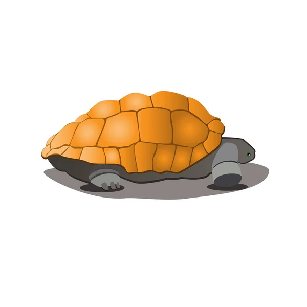 Kırık pençeli köpek Yorkshire Teriyeri 'nin beyaz izole edilmiş arkaplanı.