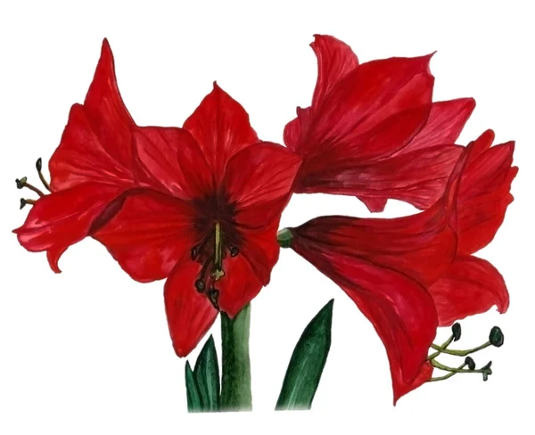 Beyaz yalıtılmış arkaplan üzerinde hassas tasarım için güzel kırmızı amilis suluboya çizimi