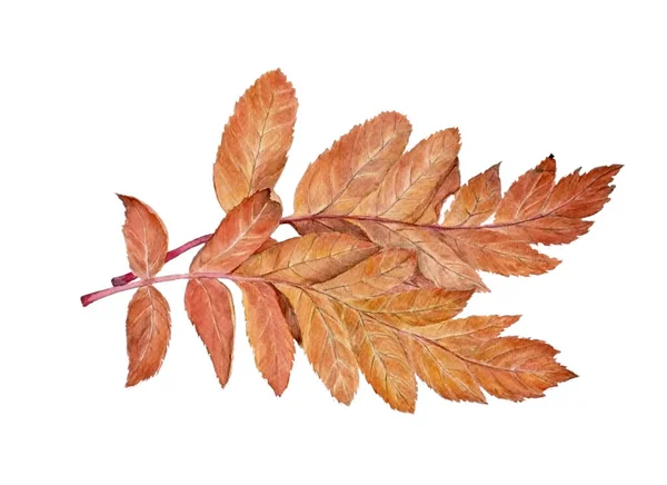 Aquarell Illustration der schönen Vogelbeere orange Blätter mit Beeren und Tasse für warmen Herbst Design auf weißem Hintergrund isoliert — Stockfoto