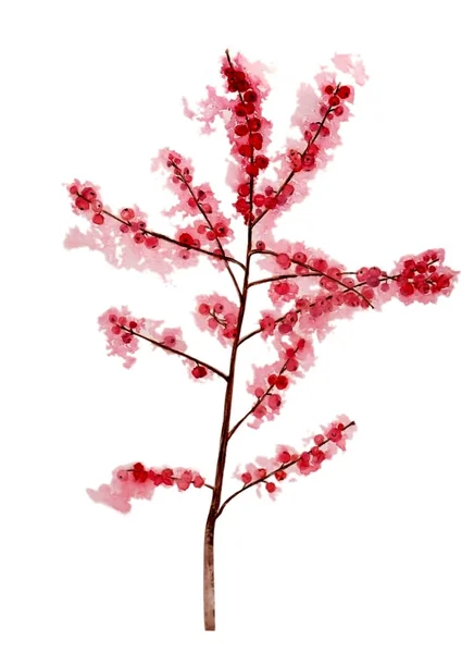 Beyaz izole arka planda geleneksel Noel ve kış tasarımı için böğürtlenli güzel kırmızı çoban püskülü veya ilex suluboya çizimi