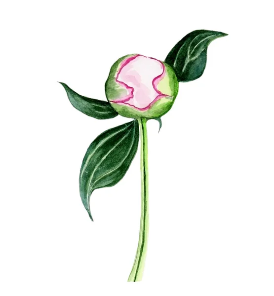 Güzel pembe şakayık tomurcuğunun suluboya çizimi beyaz izole arkaplanda hassas tasarım için yapraklar ile