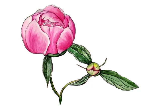 Güzel pembe şakayığın suluboya çizimi tomurcuklu ve yapraklı beyaz yalıtılmış arka planda narin tasarım için