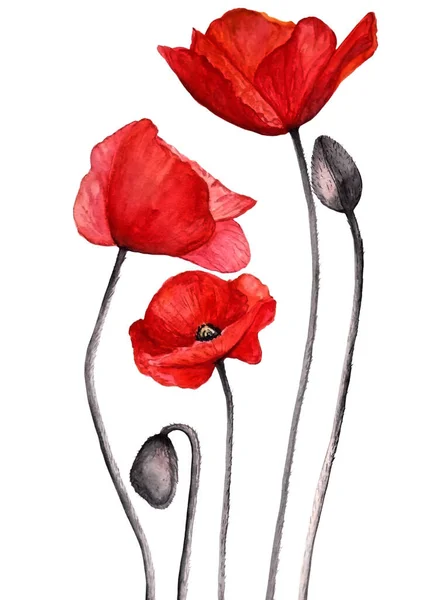 Beyaz yalıtılmış arka planda şaşırtıcı tasarım için gri yapraklı güzel ve radikal gelinciklerin suluboya çizimi