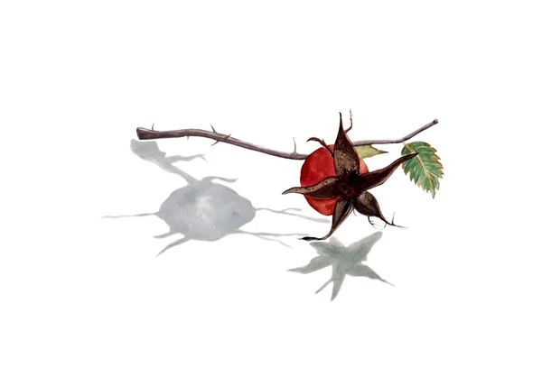 Sağlıklı tasarım için beyaz izole edilmiş arka planda güzel gül kalçası çizimi