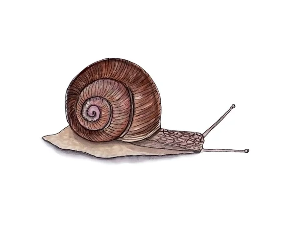 Aquarell Illustration Der Schönen Braunen Schnecke Mit Schatten Für Interessantes — Stockfoto