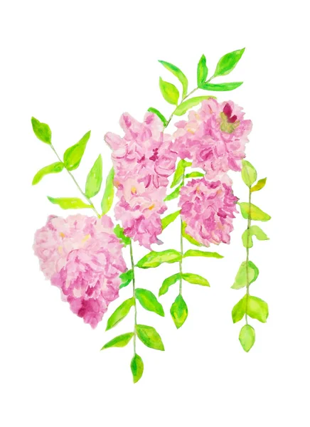Watercolor Illustration Beautiful Pink Acacia Delicate Design White Isolated Background — Stock Photo, Image