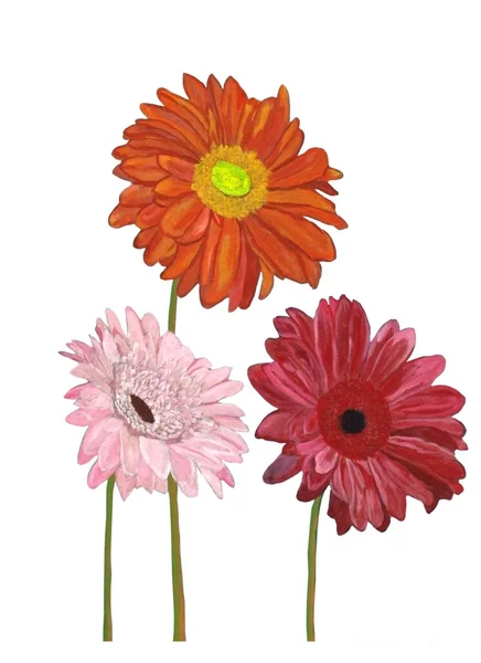 Beyaz izole edilmiş arka planda pembe, turuncu, kırmızı gerberaları olan inanılmaz tasarım için botanik akrilik çizim. Elle boyanmış çiçek empresyonisti tarzı..