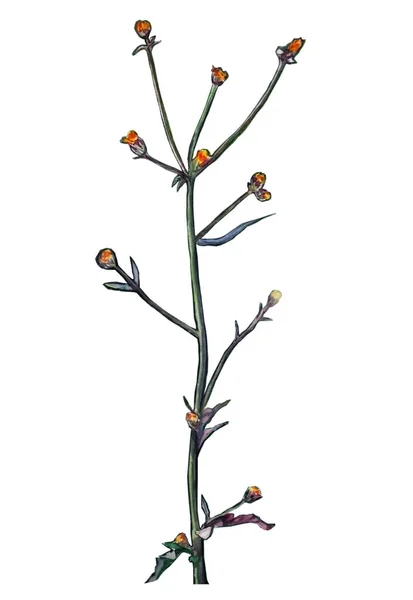 Dibujo acuarela de hierba con hojas y flores. Ilustración botánica para un diseño increíble sobre fondo blanco aislado — Foto de Stock