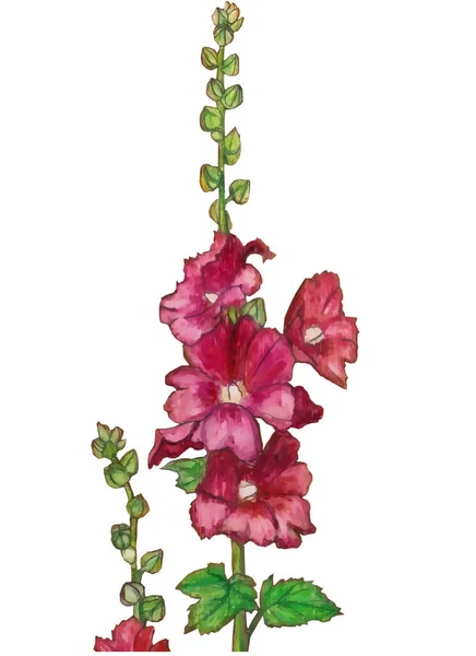 Botanical acrylic illustration for amazing design with red hollyhock or mallow on white isolated background. Hand Painted floral Impressionist style — Stock Photo, Image