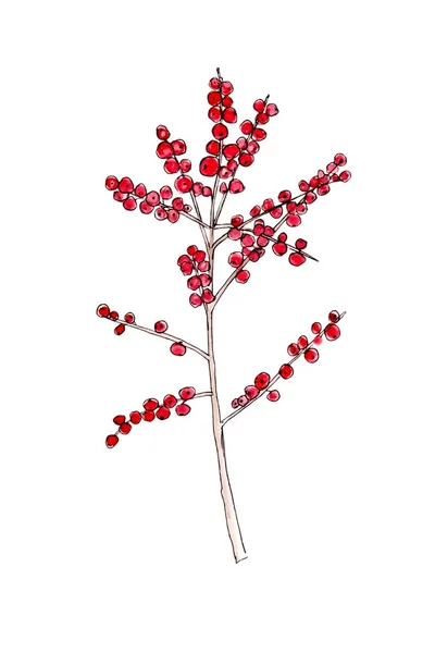 Акварельный рисунок ветвей ilex. Красная зима. Рождественское растение Акварель на белом. — стоковое фото