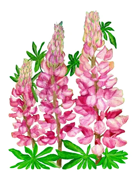 Botanisk akryl illustration för fantastisk design med rosa delfiner och lupin på vit isolerad bakgrund — Stockfoto