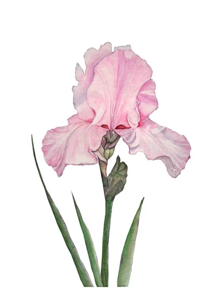 Watercolor illustration of pink iris blossom flower with bud and leaves on white isolated background — Stock Photo, Image