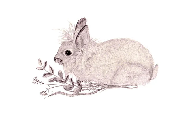 Tavşan 'ın orijinal çizimi. Grafiksel çizimler siyah ve beyaz renkler. Beyaz arkaplanda izole