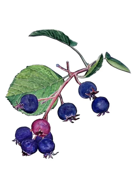 Ilustração botânica aquarela de shadberries violetas para um design saudável incrível em fundo isolado branco — Fotografia de Stock