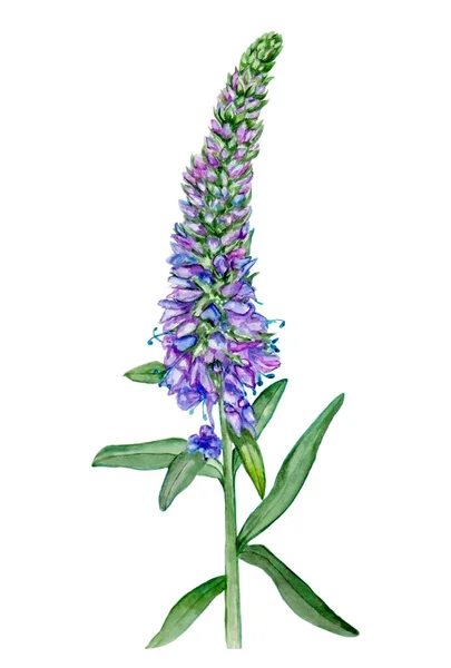 Veronica 'nın suluboya resmi, chamaedrys, el boyası, tatil ve beyaz izole arka planda nazik tasarım için.