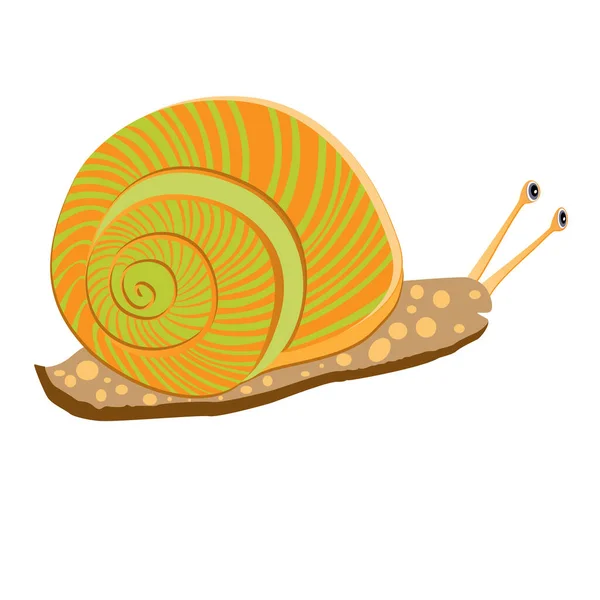 Vector Illustration Fanny Orange Snail White Background - Stok Vektor