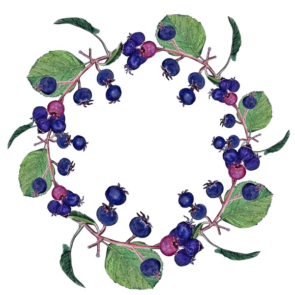 Sağlıklı tasarım için beyaz izole edilmiş arka planda mavi ve pembe böğürtlenli güzel sonbahar çelenklerinin suluboya çizimi