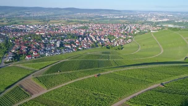 Vista Aérea Del Viñedo Valle Remstal Alemania Verano — Vídeos de Stock