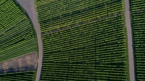 Luftaufnahme Des Weinbergs Remstal Deutschland Sommer — Stockvideo