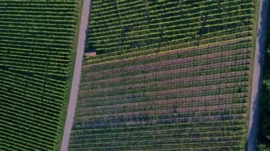 Yaz Almanya'da Remstal vadide bağ havadan görünümü