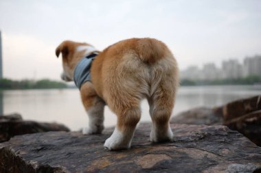 close up butt of purebred cute brown corgi dog. Standing on grey rock. Blur background