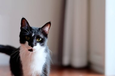 Evdeki kameraya bakan siyah beyaz bir kediyi kapat. Parlak gün ışığı. Bulanık arkaplan