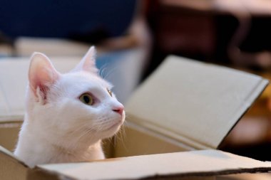 Saf beyaz bir kedi karton kutudan çıkıyor.