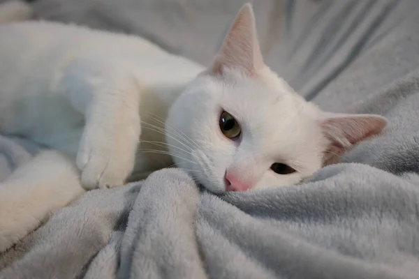 把一只淘气的纯白猫关起来 咬灰色的被子 看着相机 — 图库照片