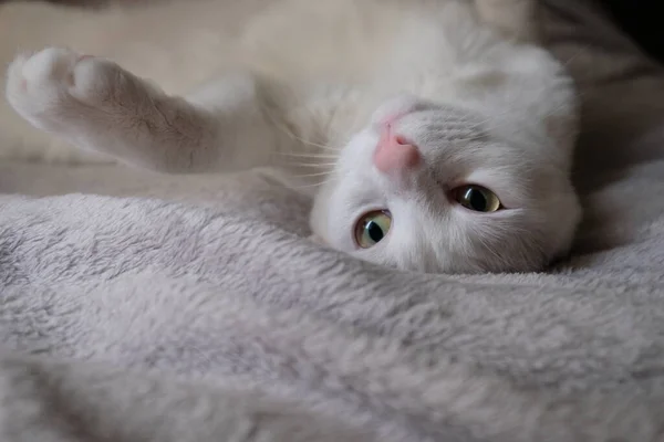 一只可爱的白猫倒着躺在灰蒙蒙的床上 伸出爪子 模糊的背景 — 图库照片