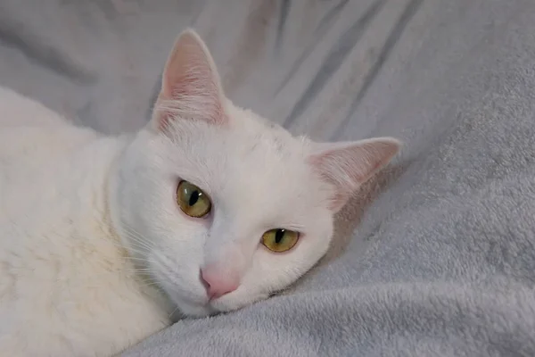 Закройте Голову Милой Белой Кошки Лежащей Сером Простыне Розовые Уши — стоковое фото