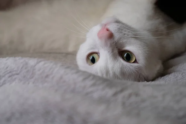 Close Een Schattige Ondeugende Witte Kat Liggen Ondersteboven Grijze Bed — Stockfoto